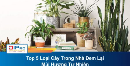 Top-5-Loai-Cay-Trong-Nha-Dem-Lai-Mui-Huong-Tu-Nhien
