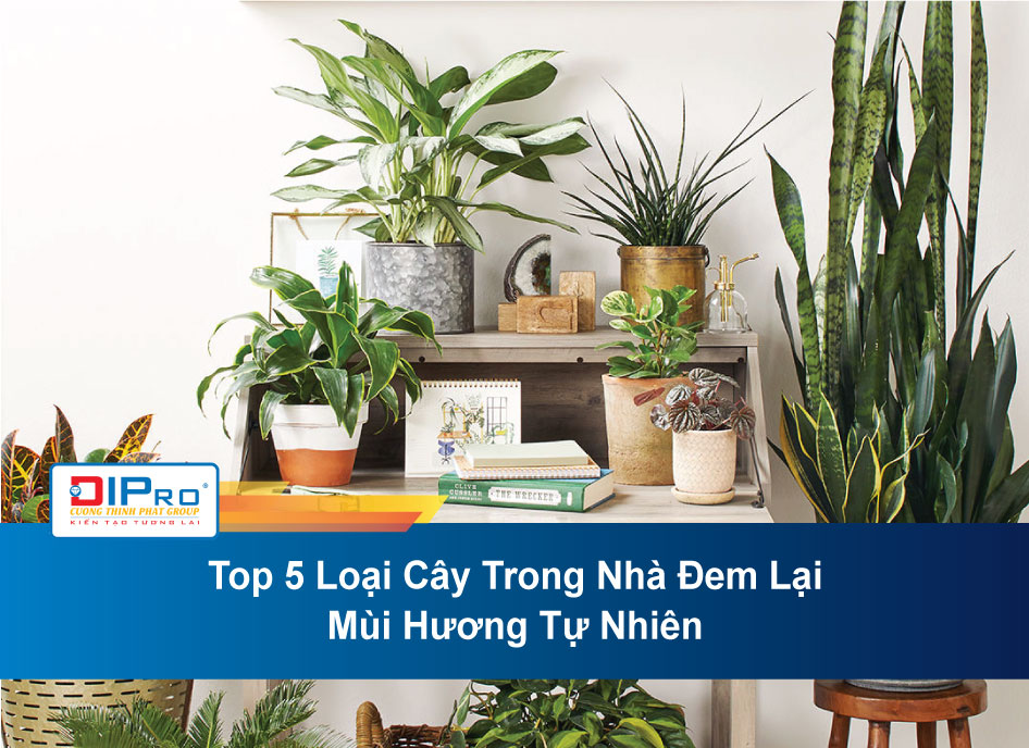 Top-5-Loai-Cay-Trong-Nha-Dem-Lai-Mui-Huong-Tu-Nhien