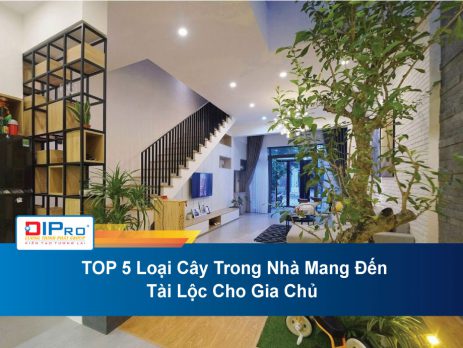 TOP-5-Loai-Cay-Trong-Nha-Mang-Den-Tai-Loc-Cho-Gia-Chu